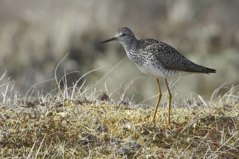 Lesser Yellowlegs (Tringa flavipes), Manitoba, Canada