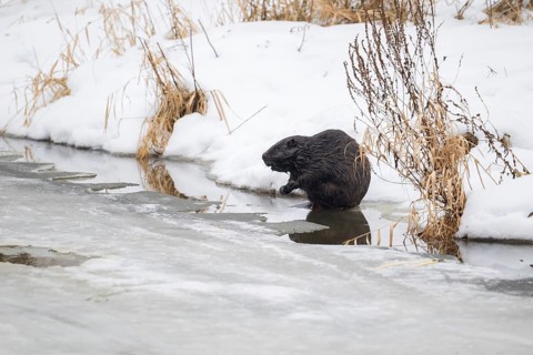 European beaver (Casor fibre), beaver on the river bank in winter, Tyrol, Austria