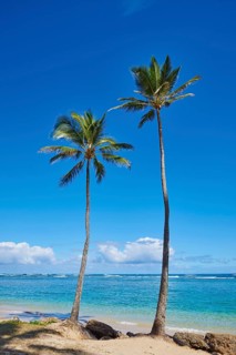 Landscape of palms on a tropical Beach on Oahu, Hawaiian Island Oahu, O?ahu, Hawaii, Aloha State,