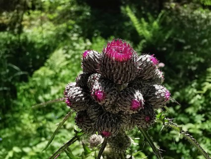 Close-up of a flowering thistle (carduus) with purple accents and green surroundings, hiking in the