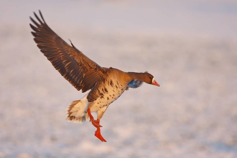 Greater White-fronted Goose (Anser albifrons) flying, North Rhine-Westphalia, Germany