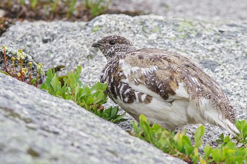 White-tailed Ptarmigan (Lagopus leucurus) in the alpine habitat of British Columbia, Canada