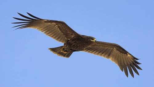 Greater Spotted Eagle (Clanga clanga) flying, Oman