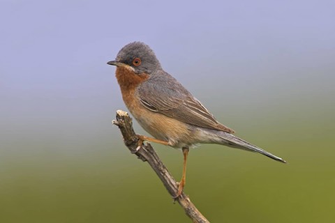 Subalpine Warbler (Sylvia cantillans), Lesvos, Greece