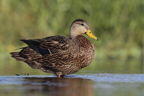 Mottled Duck (Anas fulvigula), Florida, USA