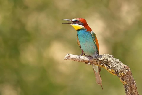 European bee-eater (Merops apiaster) sitting on a branch covered with green lichen, Lake Neusiedl,