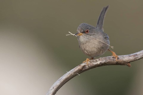 Balearic Warbler - Balearengrasmücke - Sylvia balearica, Mallorca, adult female