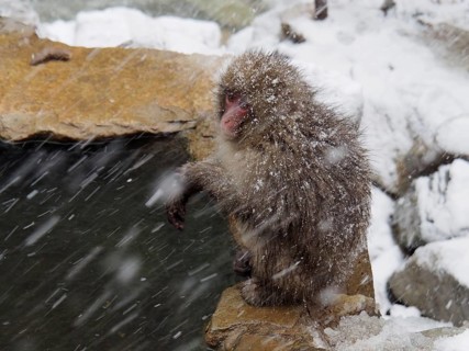 Snow monkey (Macaca fuscata)