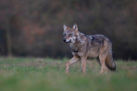 European grey wolf, Eurasian wolf (Canis lupus lupus), wolf snares in forest clearing, Podlaskie