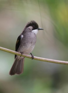 Ashy Bulbul (Hemixos flavala) perched on a twig, Phetchaburi, Thailand