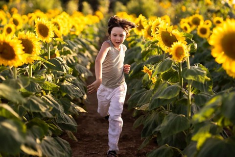 A joyful child runs through a vibrant sunflower field, surrounded by golden blooms at sunset. The