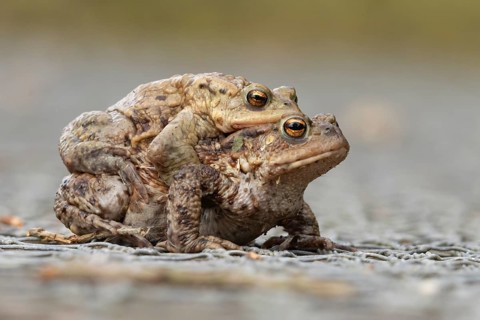 Common toad (Bufo bufo) two adult amphibians having sex mating on a path in spring, England, United