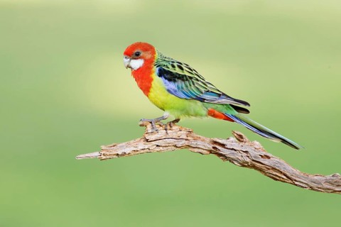 Eastern Rosella (Platycercus eximius), New South Wales, Australia
