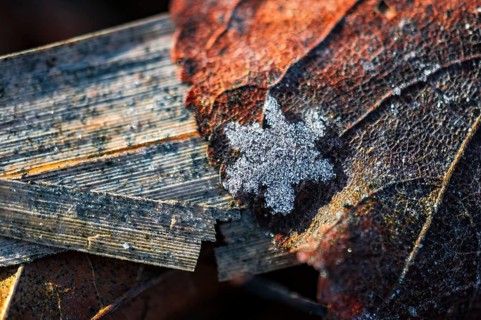 Star-shaped ice crystals on leaf, Mönchbruch Nature Reserve, Rüsselsheim am Main, Hesse, Germany