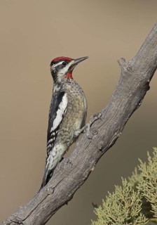 Red-naped Sapsucker (Sphyrapicus nuchalis), New Mexico, USA