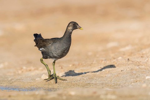 Common Moorhen (Gallinula chloropus) juvenile foraging, Eilat, Israel