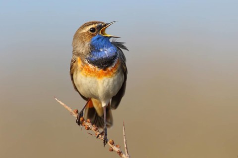 Bluethroat (Luscinia svecica cyanecula) male singing, Texel, Netherlands