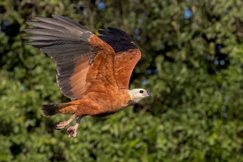Black-collared Hawk (Busarellus nigricollis) flying in the Pantanal of Brazil