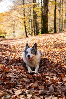 A playful dog sits amid a vibrant forest floor blanketed in golden autumn leaves Sunlight filters