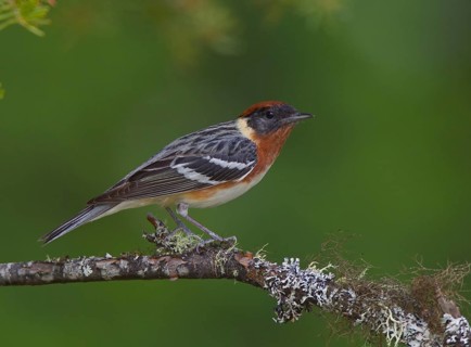 Bay-breasted Warbler (Setophaga castanea) male, Ontario, Canada