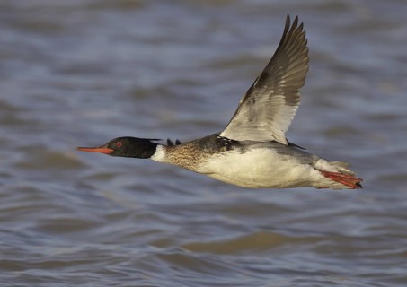 Red-breasted Merganser (Mergus serrator) male flying, Ohio, USA