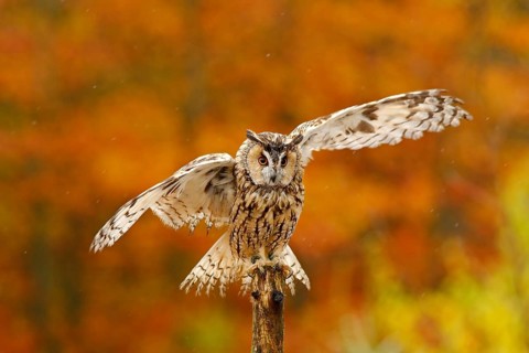 Fall orange forest with wild owl. Cute bird in the nature. Owl with open wings. Owl in orange