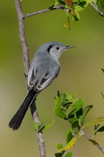Cuban gnatcatcher (Polioptila lembeyei) perched on a branch in Cuba
