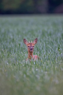 Roe deer (Capreolus capreolus) adult male buck in a farmland cereal field, Suffolk, England, United