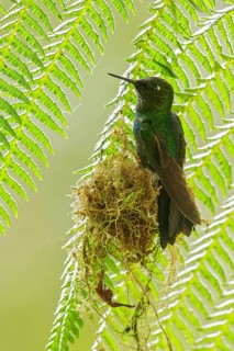 Tourlamine Sunangel (Heliangelus exortis) building a nest in the Andes Mountains of Colombia