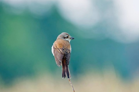 Female red-backed shrike (Lanius collurio) perched on a thin twig, looking back against soft