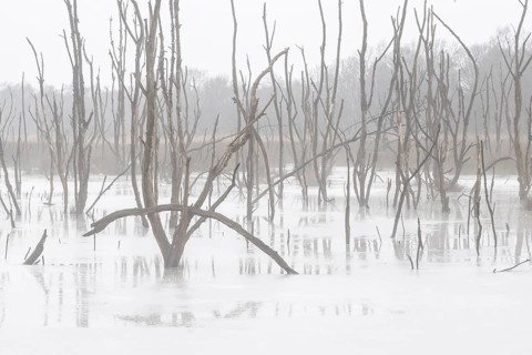 Moorland in fog, Emsland, Lower Saxony, Germany