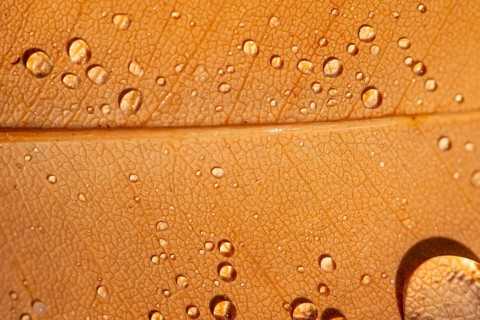 A macro shot capturing glistening dew droplets on a textured, dry leaf. The intricate patterns and