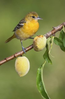 Baltimore Oriole (Icterus galbula) female perched on a branch, Texas, USA