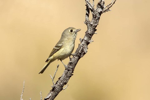 Hutton's Vireo Vireo huttoni Santa Catalina Mountains, Pima County, Arizona, United States 18 March