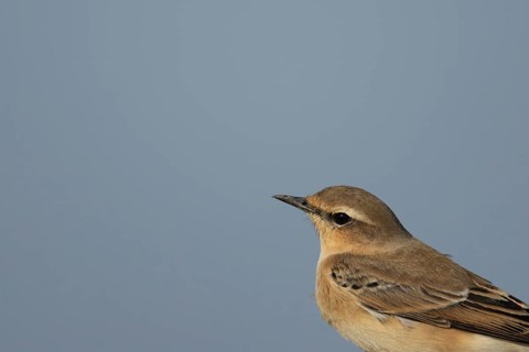 Northern wheatear (Oenanthe oenanthe) adult female bird head portrait, RSPB Frampton marsh nature