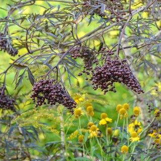 Sambucus nigra BLACK LACE, Rombergpark Botanical Garden, Germany