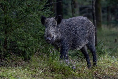 The wild boar (Sus scrofa) does not like the situation and immediately retreats into the forest,