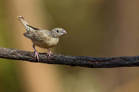 Cut-throat finch (Amadina fasciata), pair, perching station, Road N4 to Kaolack, Firgui, South