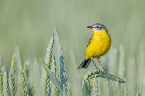 Schafstelze, Motacilla flava Blue-headed Wagtail, Motacilla flava