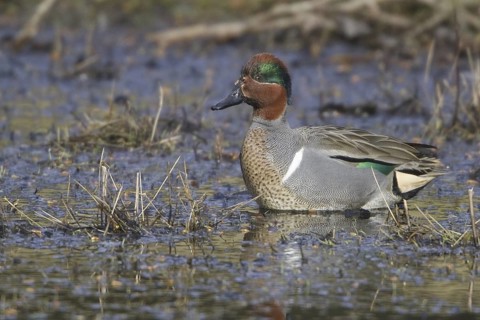 Green-winged Teal (Anas carolinensis) male, British Columbia, Canada