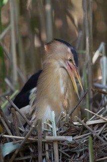 Little Bittern (Ixobrychus minutus) male at nest, Nizhegorodskaya, Russia
