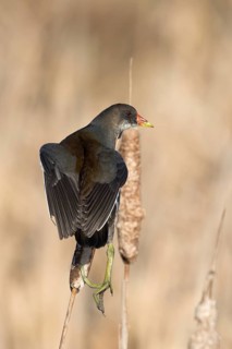 Waterhoen jomg klimt bovenop een grote Lisdodde, Moorhen juvenile climbing on top of common cattail