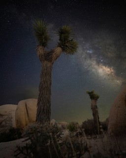 Stunning night sky over Joshua Tree National Park, California, showcasing the Milky Way with