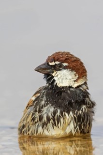 Weidensperling, Spanish Sparrow, Passer hispaniolensis, Moineau espagnol, Gorrión Moruno