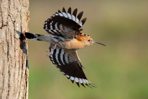Hoopoe in flight (Upupa epops), Faßberg, Lower Saxony, Germany