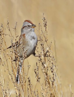 American Tree Sparrow (Spizelloides arborea), Saskatchewan, Canada