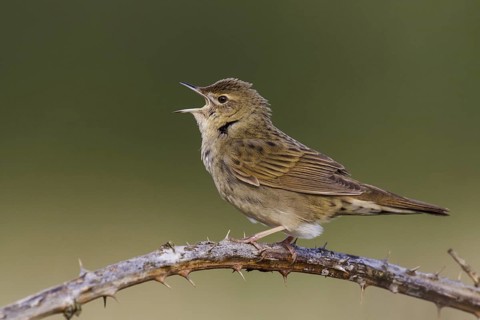 Common Grasshopper Warbler (Locustella naevia) singing, Cheshire, United Kingdom