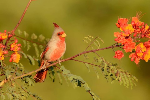 Pyrrhuloxia (Cardinalis sinuatus) male, Texas, USA
