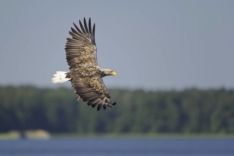 White-tailed Eagle (Haliaeetus albicilla) flying, Lower Saxony, Germany