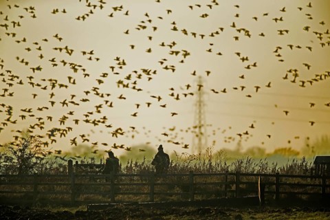 Wigeon duck (Anas penelope) adult birds in flight at sunset, RSPB Frampton marsh nature reserve,